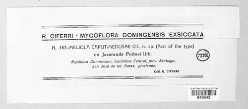 Meliola caput-medusae image